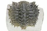 Enrolled Spiny Drotops Armatus Trilobite - Multi-Toned Shell #241161-4